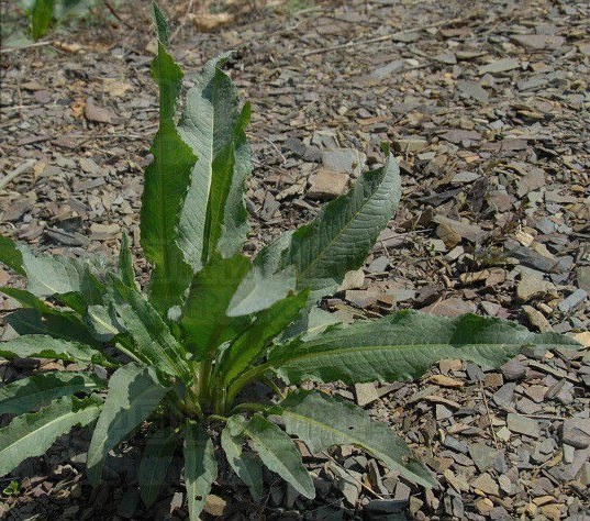 皱叶酸模 (植物)