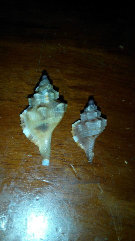 多彩法螺 (动物)