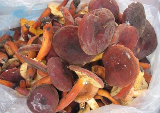 喷红乳菇 (菌物)