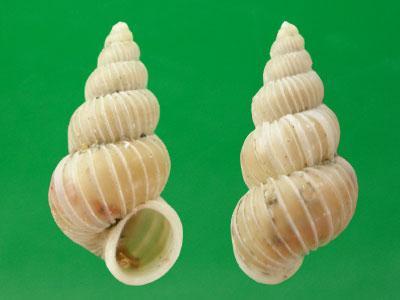 塞内加尔海蛳螺 (动物)