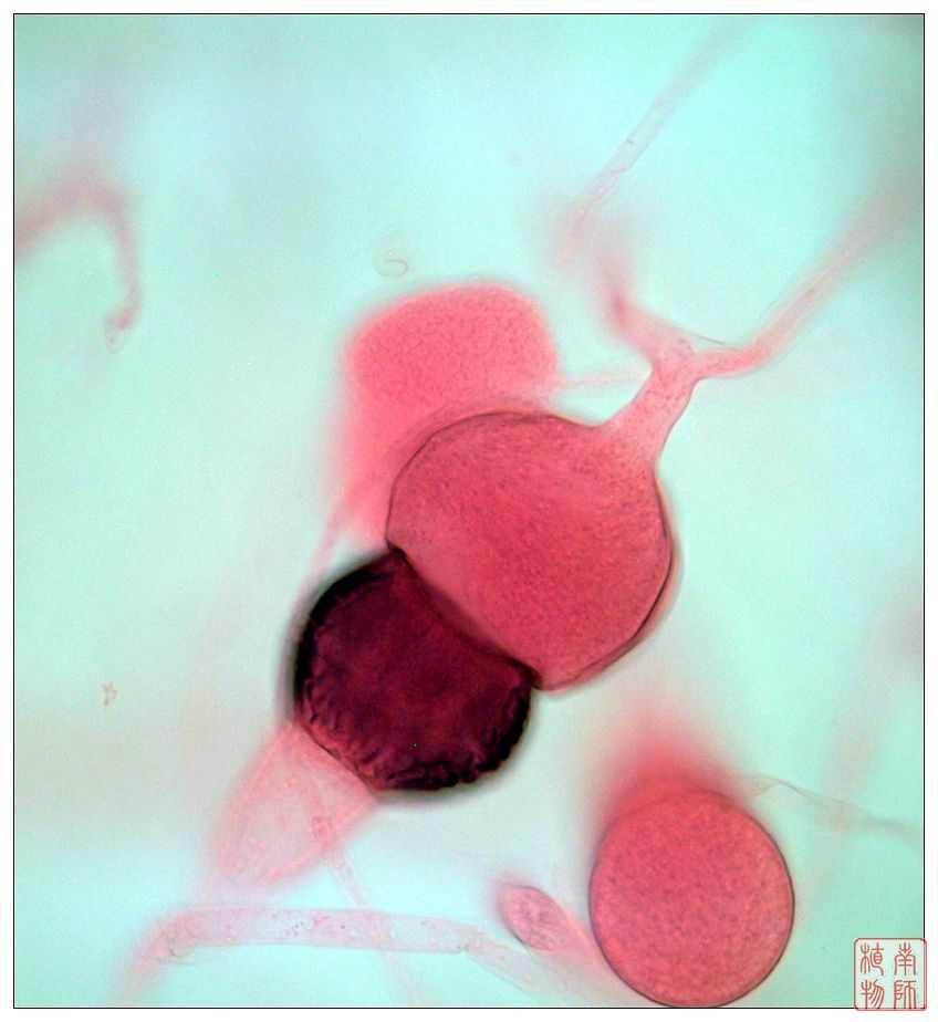 接合菌亚门 (菌物)