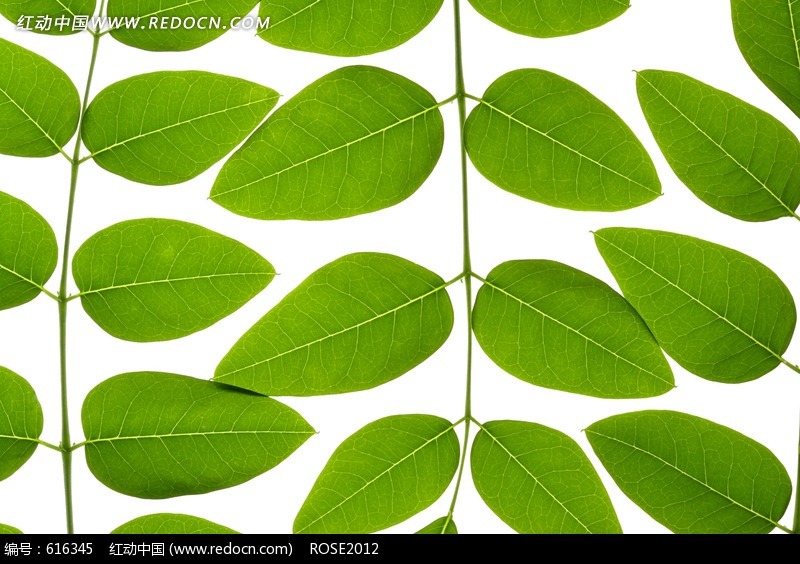 如向日葵,苎麻的叶,每月排出一次.[1]具有鸡蛋形的纵切面