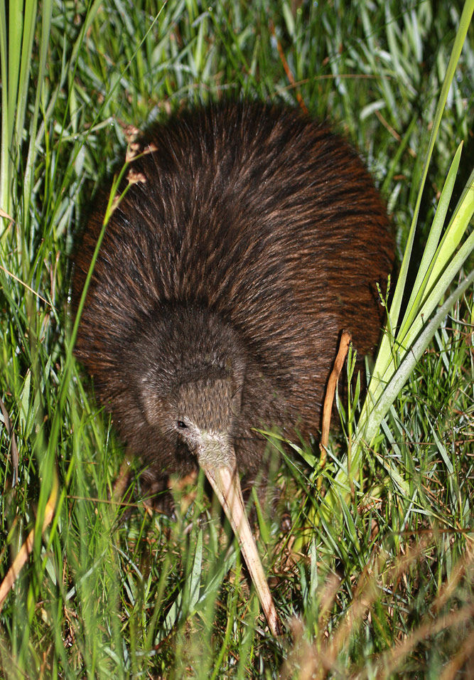 褐几维鸟北岛亚种动物