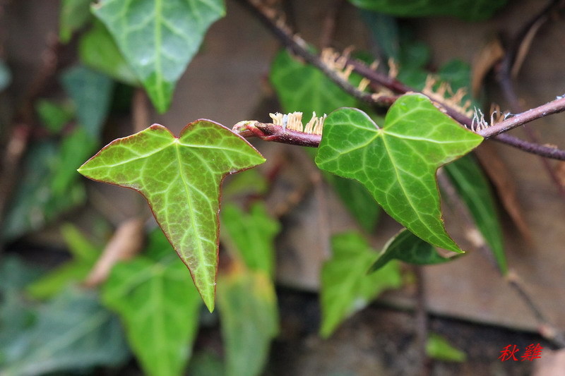 台湾菱叶常春藤 (植物)