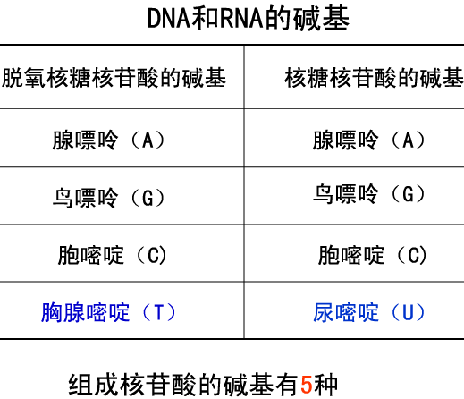 RNA碱基配对图片