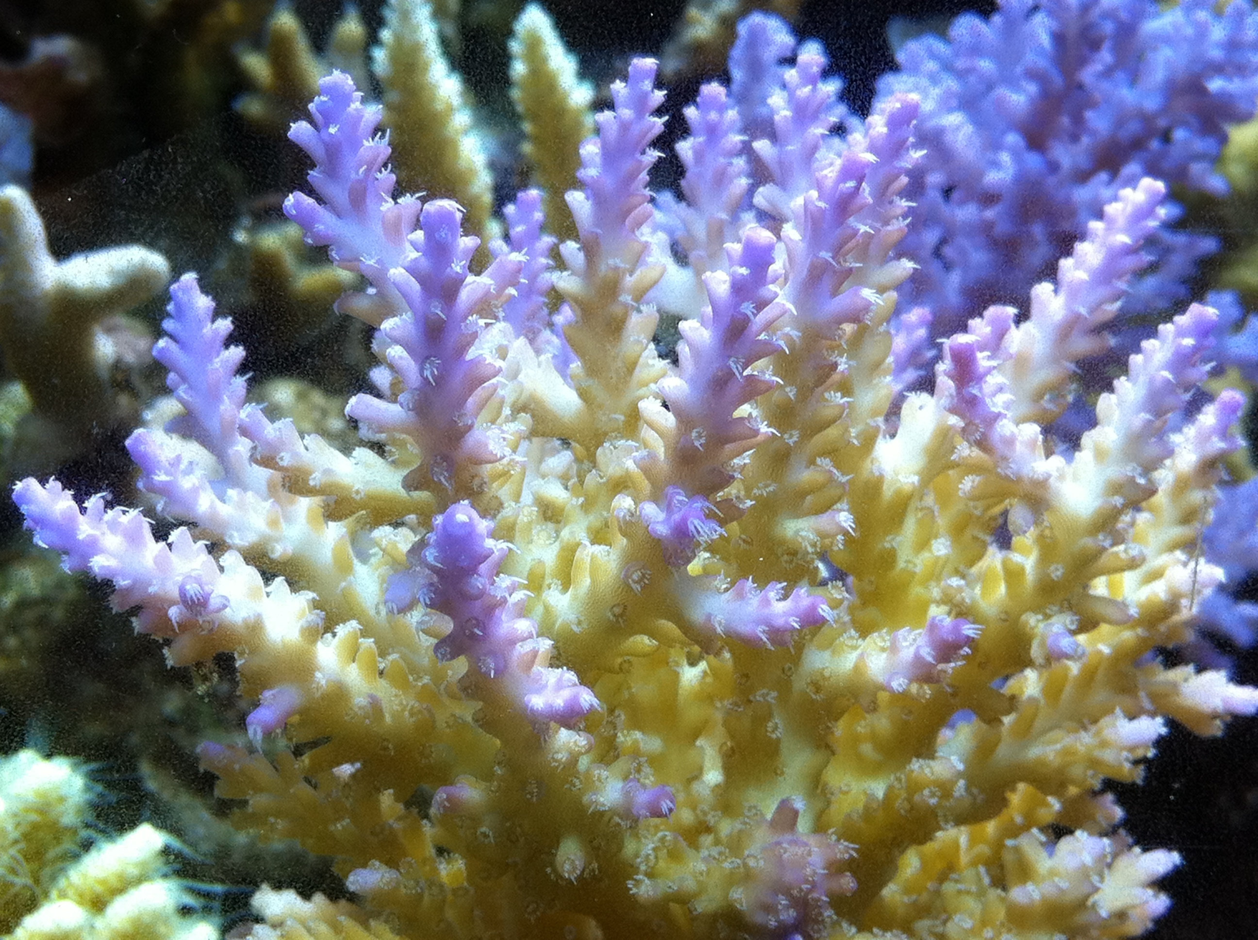 造礁珊瑚其他生物学相关