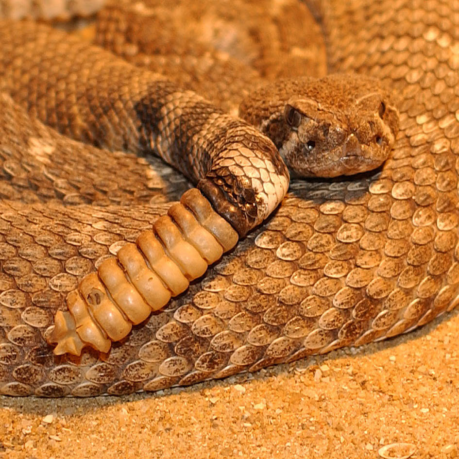 南美洲响尾蛇图片