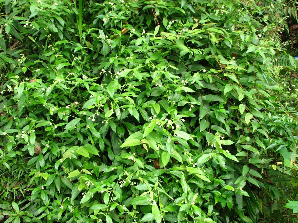 东风草（大头艾纳香），一种极为常见的野草东风草高清图片-搜优图片网