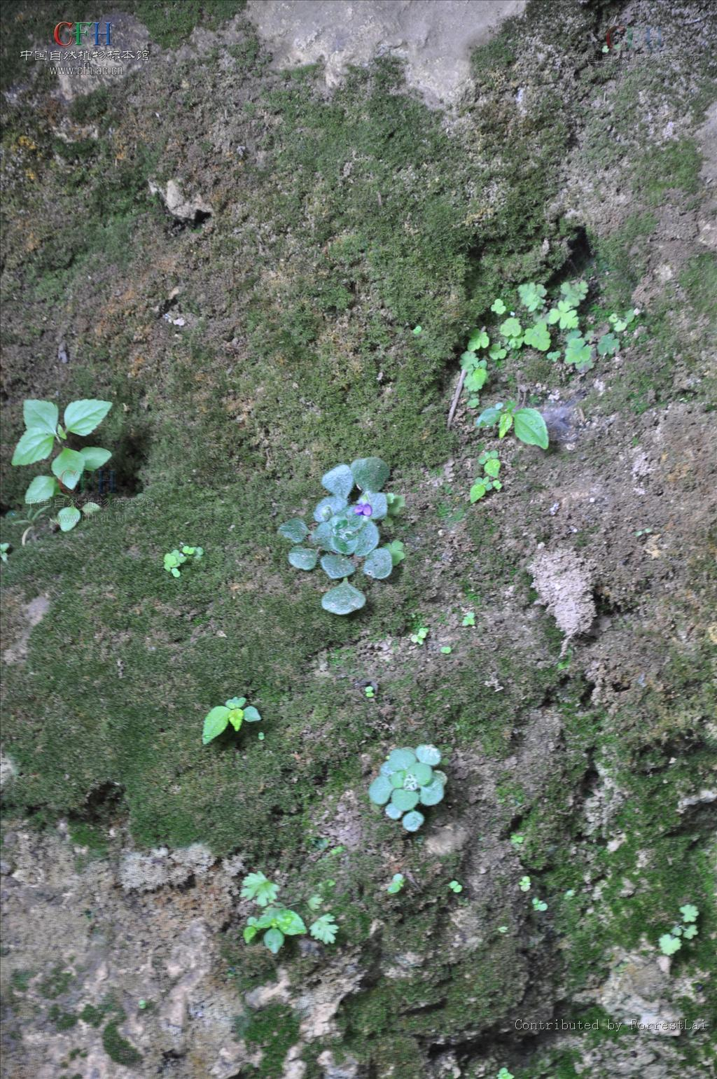 小石蝴蝶 (植物)