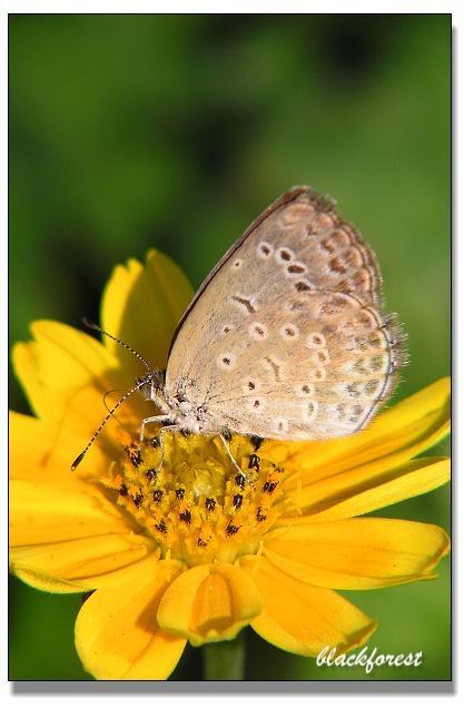 酢酱灰蝶 (动物)