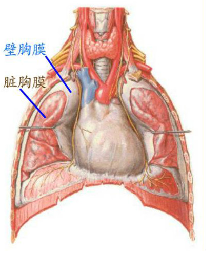 胸膜其他