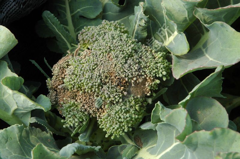 青花菜灰霉病(农学)在大棚生长的青花菜,灰霉病是