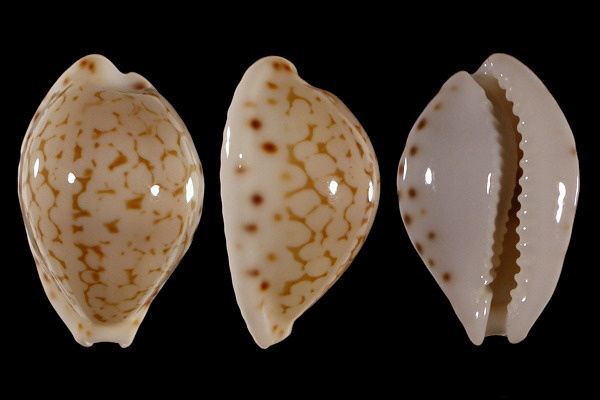 蛇皮宝螺 (动物)