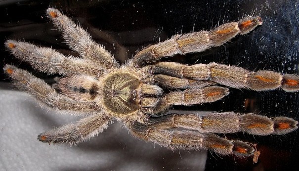 千里达老虎尾其他生物相关