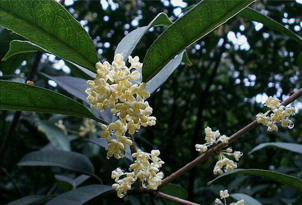 柳叶银桂(植物)_技点百科