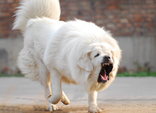 獒王虎头雪獒图片