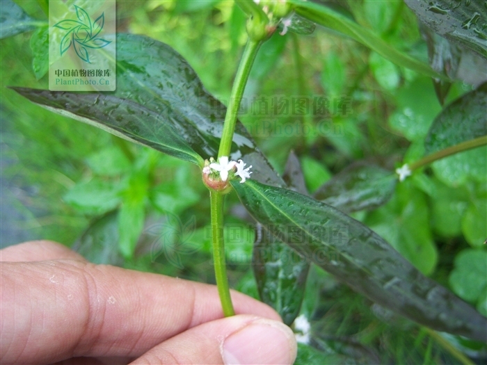 耳草其他生物相关