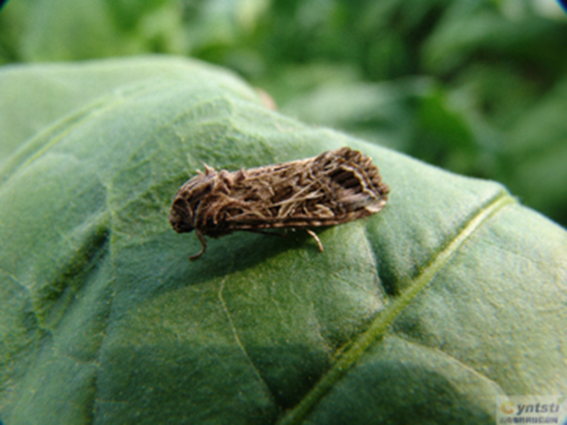 大白菜斜紋夜蛾(其他生物相關)