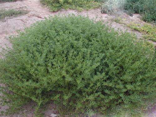 格拉姆柱花草 (植物)