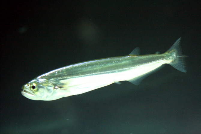 针牙脂鲤 (动物)