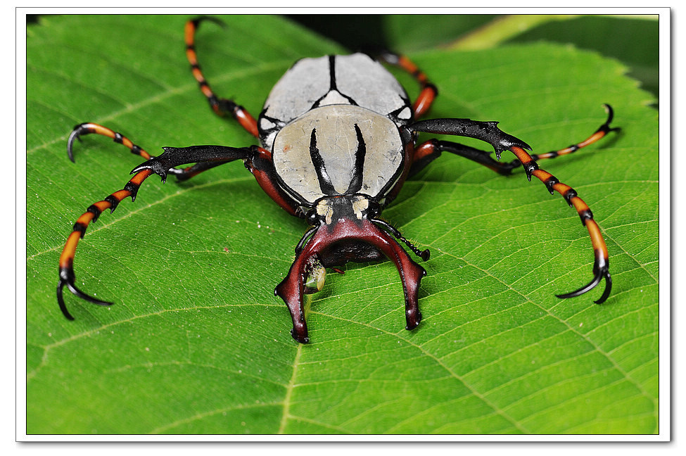 黄粉鹿花金龟 (其他生物相关)