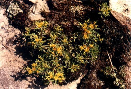 柳叶反齿藓(植物)