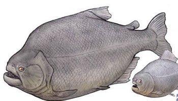 真骨鱼次亚纲 (动物)