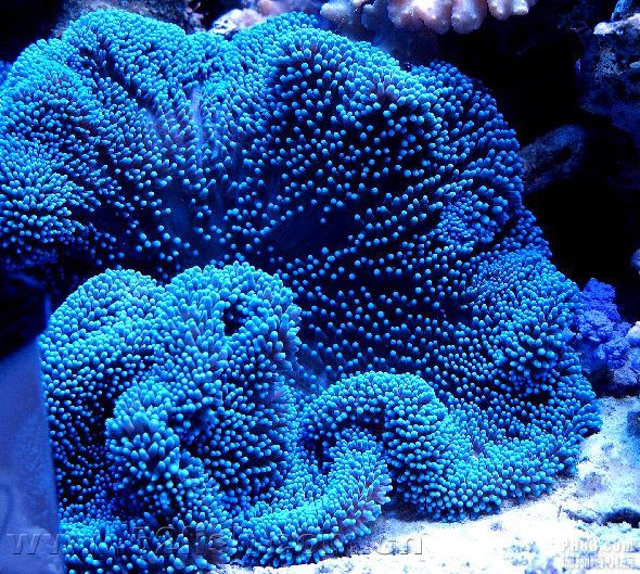 长须紫地毯海葵(其他生物相关)