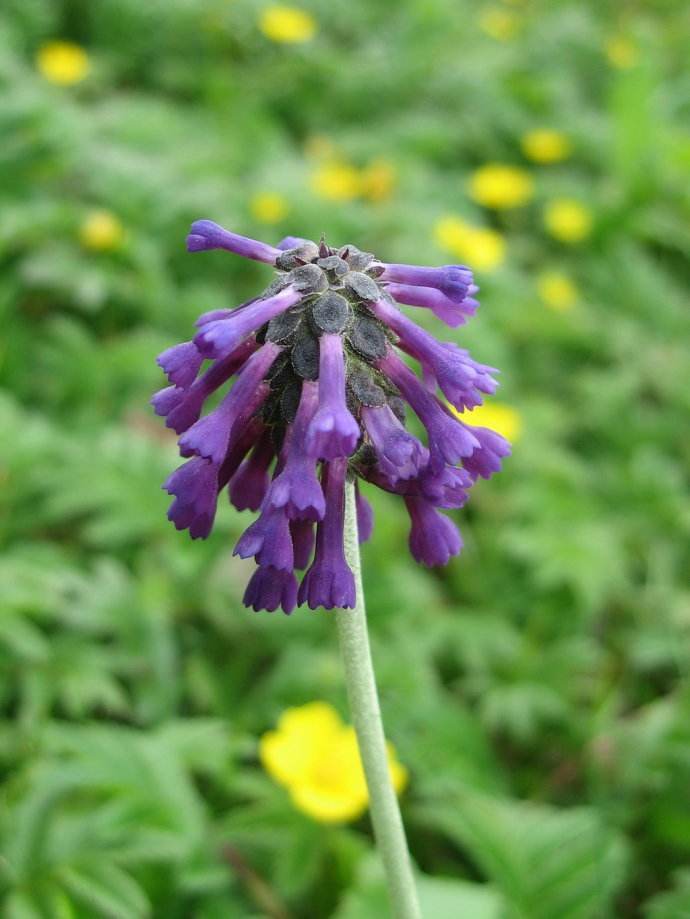 靛蓝穗花报春(植物)