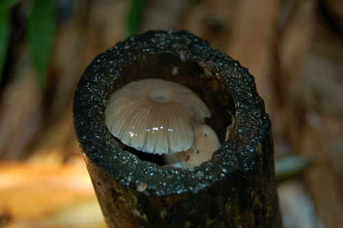 萤光菇(菌物)萤光菇,即会发出绿色荧光的真菌.
