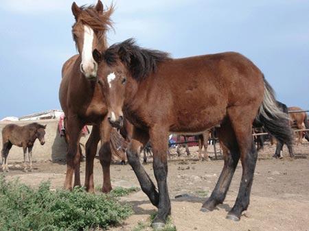 新丽江马(动物)新丽江马主产于云南省丽江地区所属丽江,永胜,宁蒗与