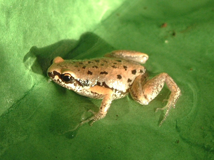 德力姬蛙(动物)学名:microhyla inornata,姬蛙科姬蛙属的两栖动物.