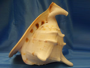 皇冠螺(其他生物相关)_技点百科