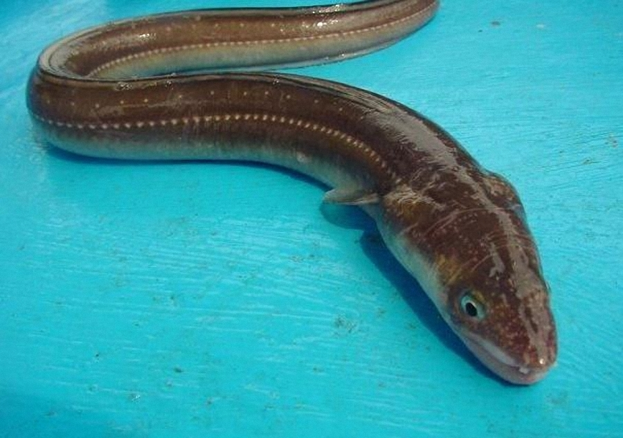 东印度洋鳗鲡动物