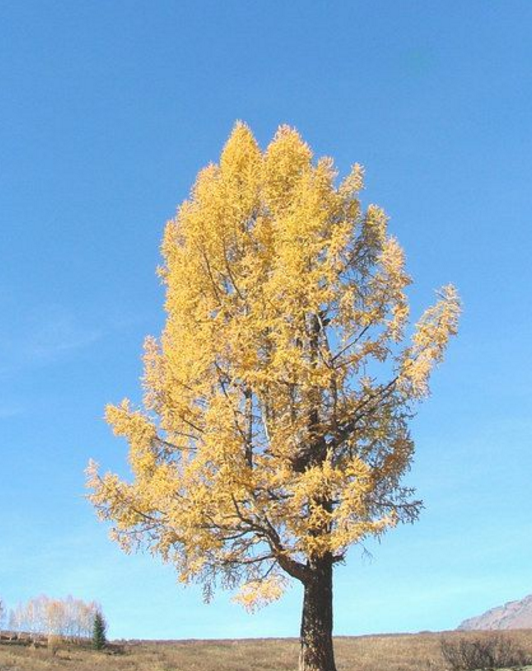 新疆云杉(植物)