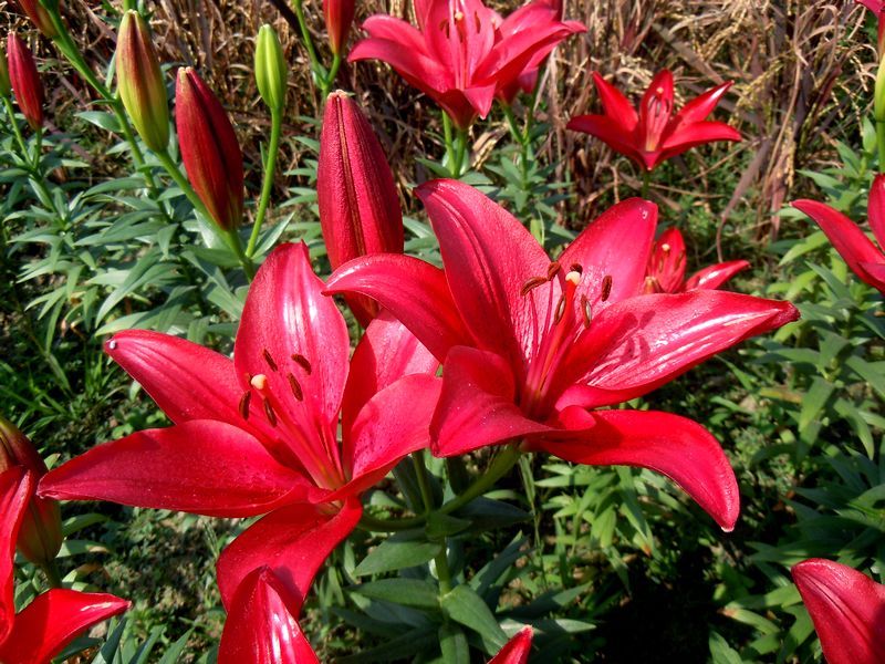 紅百合 (植物)