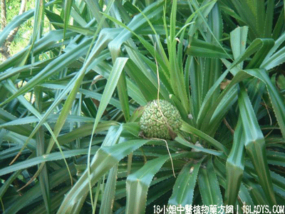 路兜簕(植物)