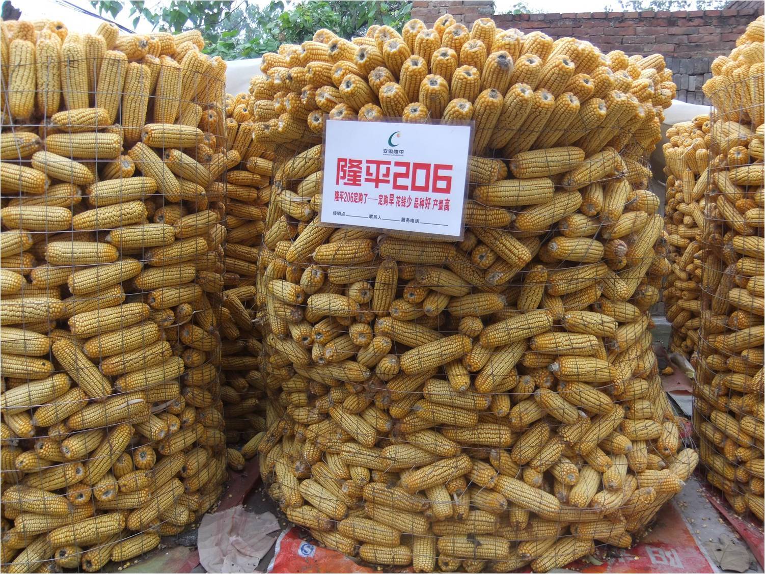 隆平中玉303玉米图片图片
