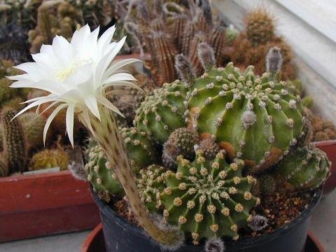 球(植物)短毛球(学名;echinopsis tubiflora),俗称草球,又名短毛丸,是