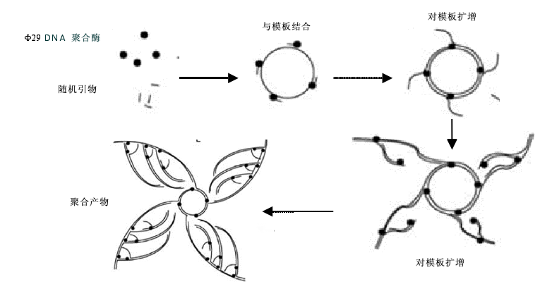 滚环复制 (遗传学)