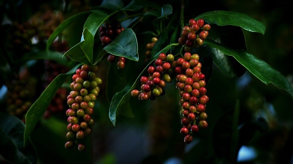 五月茶苗木植物