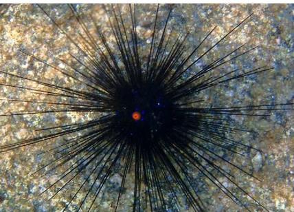 刺冠海胆(动物)