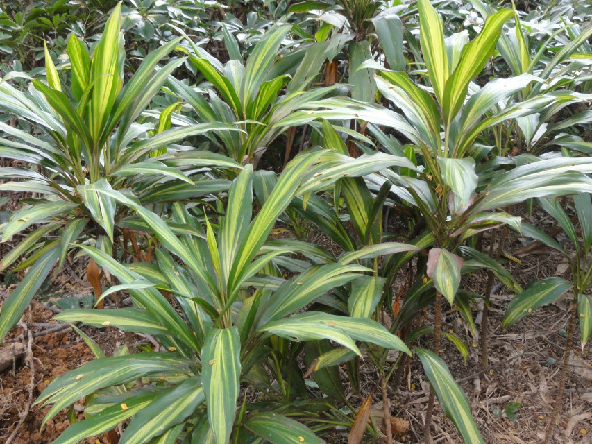 金心巴西铁(植物)金心香龙血树又名金心巴西铁,原产非洲西部的加那利