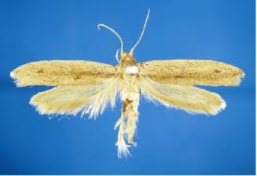 蔗扁蛾(其他生物相关)