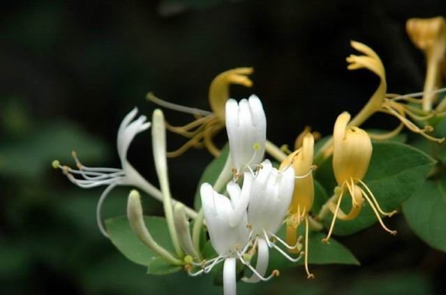 忍冬属(植物)