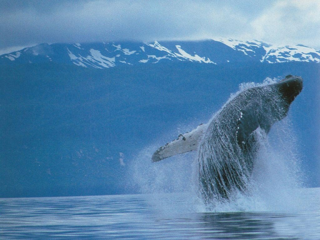 鲸鱼的品种图片介绍,各种鲸鱼的介绍及图片_大山谷图库