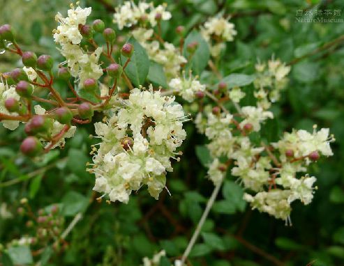 散沫花(植物)