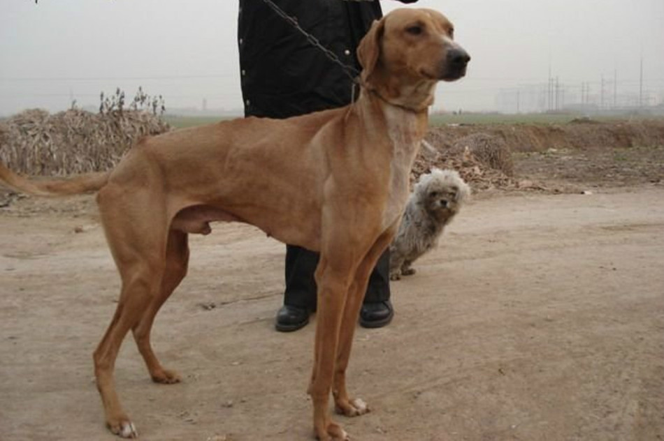 滑条(其他语言学相关)中国细犬(简称细犬)是中国古老的狩猎犬种,分为