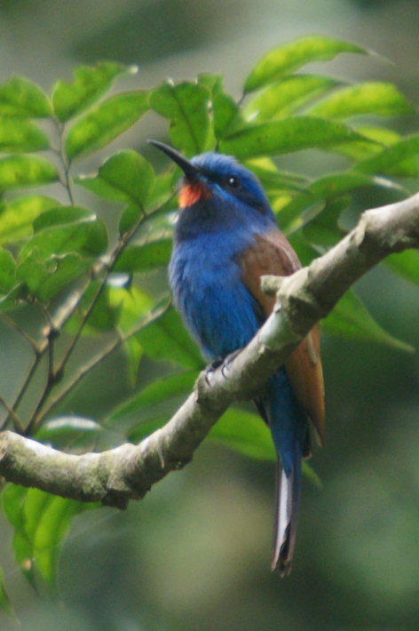 蓝头蜂虎 (动物)