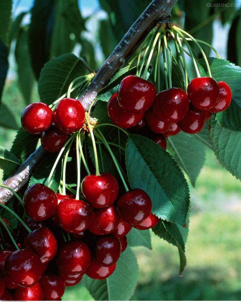 短梗尾叶樱桃植物